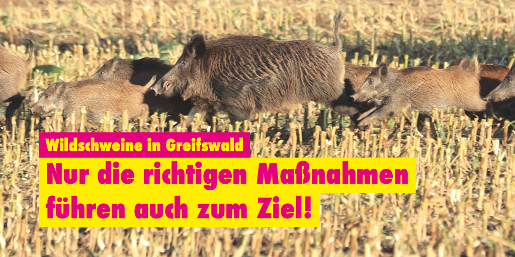 Wildschweine rennen über ein Maisfeld