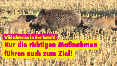 Wildschweine rennen über ein Maisfeld